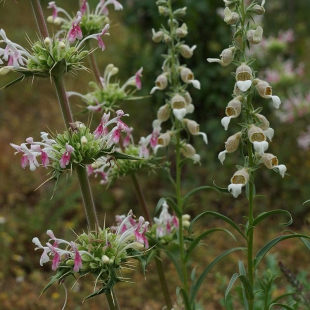 Morina persica and Digitalis lamarckii